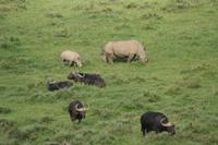 Kariega Game Reserve