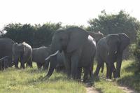 Kariega Game Reserve