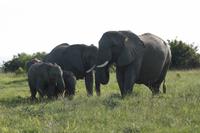 Kariega Game Reserve