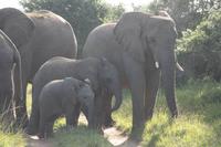 Kariega Game Reserve