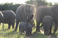 Kariega Game Reserve