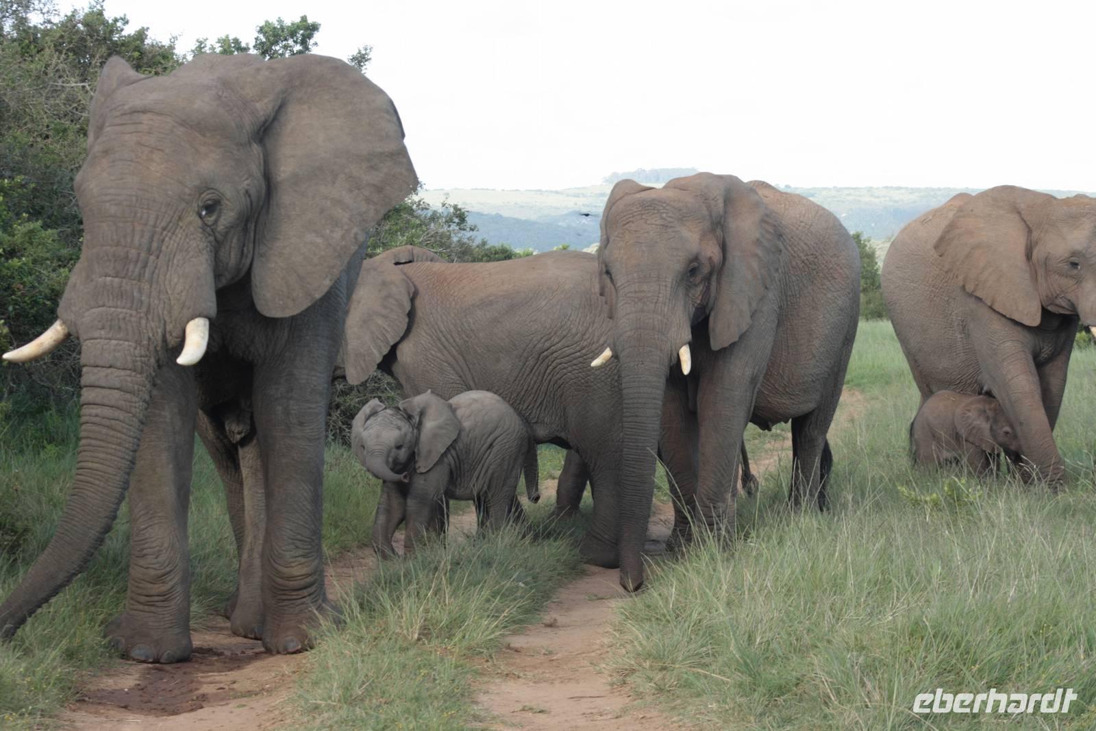 Kariega Game Reserve