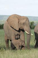 Kariega Game Reserve