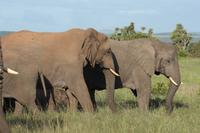 Kariega Game Reserve