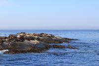 Robbeninsel – Seal Island