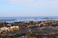 Robbeninsel – Seal Island