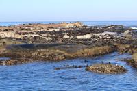 Robbeninsel – Seal Island