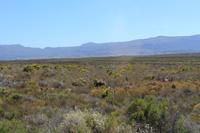 Nationalpark der Kap Halbinsel