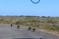 Nationalpark der Kap Halbinsel