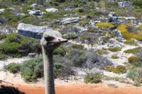 Nationalpark der Kap Halbinsel