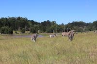 Elephant Park Knysna