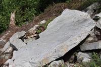 Tsitsikamma Nationalpark - Dassis