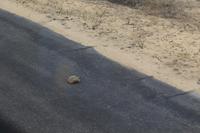 Krüger Nationalpark