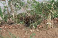 Krüger Nationalpark