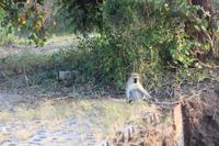 Krüger Nationalpark