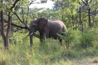 Krüger Nationalpark