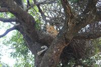 Krüger Nationalpark