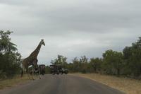 Krüger Nationalpark