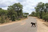 Krüger Nationalpark