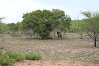 Krüger Nationalpark