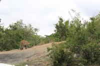 Krüger Nationalpark