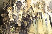 Johannesburg - Beim Heiler