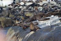 Robbeninsel – Seal Island