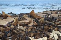 Robbeninsel – Seal Island