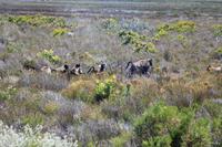 Nationalpark der Kap Halbinsel