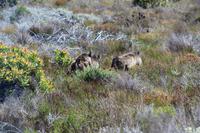 Nationalpark der Kap Halbinsel