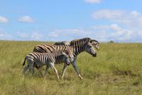 Knysna Elephant Park 