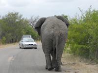 Krüger Nationalpark