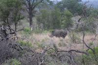 Krüger Nationalpark