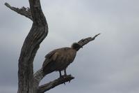 Krüger Nationalpark