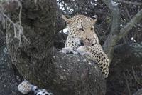 Krüger Nationalpark