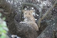 Krüger Nationalpark