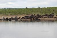 Krüger Nationalpark