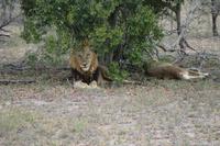 Krüger Nationalpark