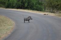 Krüger Nationalpark