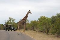 Krüger Nationalpark