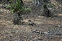 Krüger Nationalpark