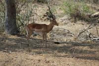 Krüger Nationalpark
