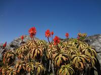 das 6. Blumenkoenigreich