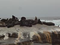 Sudafrikanische Seeloewen