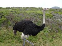 Strauss beim Kap der Guten Hoffnung