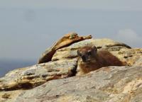 ein Dassie