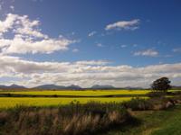 Rapsfelder so weit das Auge reicht