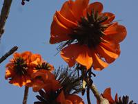 Carola- oder Korallen Baum ?