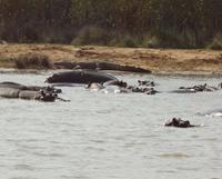 Idylle von Hippos und Krokodil 