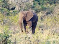 der Afrikanische Elefant